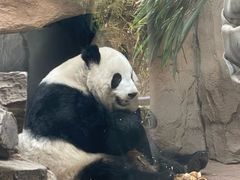 -成都动物园