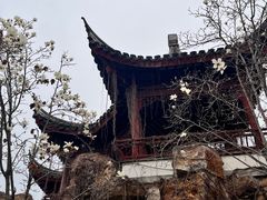 -八大山人梅湖景区