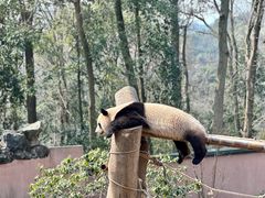 -杭州动物园