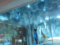 -帝企鹅自助餐厅•儿童岛•真企鹅(长隆企鹅酒店)