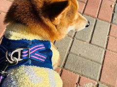 -瑞派宠物医院·犬猫全科·猫友好(宾水西道店)