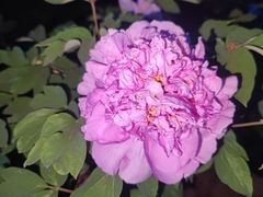 -洛阳市隋唐城遗址植物园