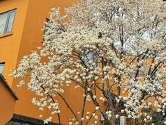 -龙华素斋(龙华路店)