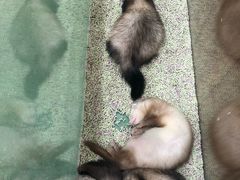 -藦茜花园宠物主题亲子互动体验馆(国顺东路店)