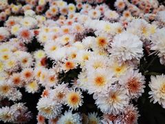 -黑龙江省森林植物园