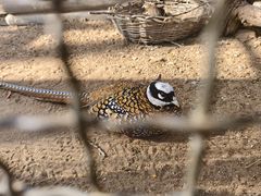 -石家庄市动物园