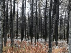 -塞罕坝国家级自然保护区