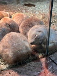 -Zoolung Zoolung动物主题公园(海信广场店)