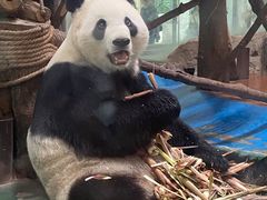 -成都动物园