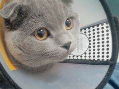 -关爱宠物医院·猫科中心·消化科(滨湖万达分院)