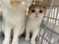 -老吴的猫·猫舍(新区店)