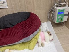 -北京观赏动物医院·24小时大型综合·猫专科·异宠专科