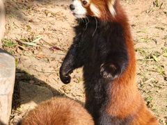 -灵玲国际马戏城