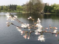 -上海共青森林公园