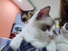 -Bastet sally猫舍购宠(静安店)