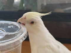 -吉丁鸟咖·异宠·寄养