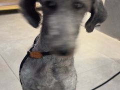 -伟伟宠物医院·CT影像中心·瑞派犬猫综合性门诊(汉口总院)