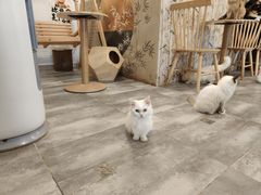 -楼上猫咖(罗湖店)