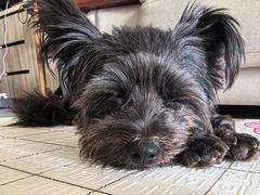 -乐琪宠物医院·犬猫专科·骨外科·急重症