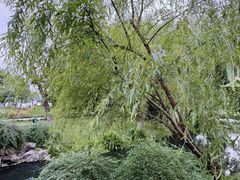 -柳浪闻莺公园