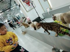 -糯米喵星人·撸猫猫舍咖啡馆(西市场嘉华店)