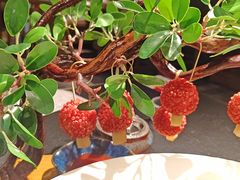 -唐猫庭院·千年陕菜(赛格国际购物中心店)