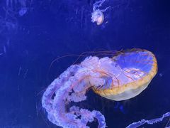 -珠海长隆海洋王国