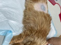 -瑞派长江宠物医院·猫科·外科·24小时夜护(谊城公寓分院)