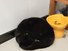 -共舞时光猫咖·狗咖(新街口店)