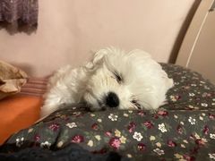 -瑞派宠物医院·犬猫全科·猫友好(宾水西道店)