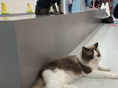 -糯米喵星人·撸猫猫舍咖啡馆(西市场嘉华店)