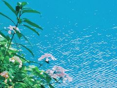 -西岭雪山大飞水景区