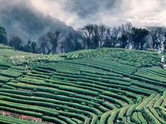 -龙坞茶村