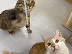 -废柴猫桌游概念馆(王府井喜悦购物中心店)