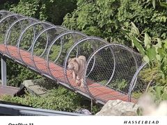 -红山森林动物园