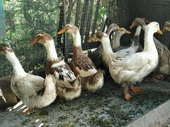 -锦江中华村农家乐饭庄