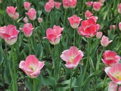 -长春公园(普阳街道)