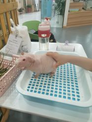 -Moni星球萌宠·小马宝莉·灵蛇·高端高阶全萌宠互动体验俱乐部(红豆国际广场店)