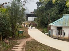 -野象谷景区