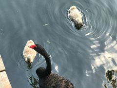 -长白岛森林公园