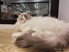 -有喵·猫咖·狗咖·30几只猫10只小狗(岗厦店)