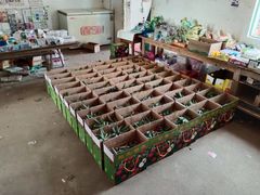 -香山鸡嘴荔枝