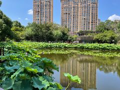 -陈家山荷花公园