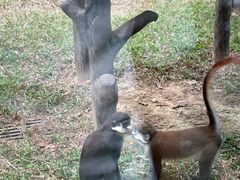 -深圳野生动物园