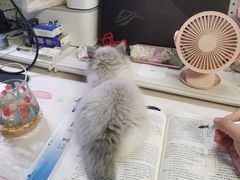 -屋虎猫馆(宝安大仟里店)