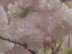 -武汉大学-樱园