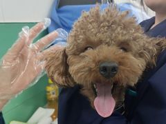 -利又安动物医院··老年病·猫科犬科·中兽医