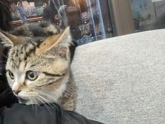-宠爱国际动物医院·消化内科·心肾内科·ISFM猫友好(望京店)