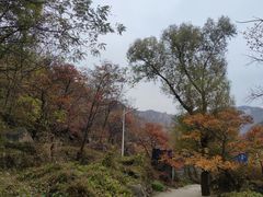 -大岭沟猕猴桃谷风景区