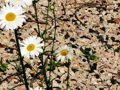 -昆山城市生态森林公园